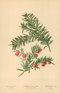 Bloemen en Vruchten van de Taxus door William Henry James Boot