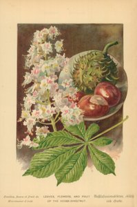 Bladeren, Bloemen en Vruchten van de Paardenkastanje door William Henry James Boot
