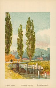 Lombardische populier door William Henry James Boot
