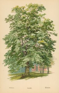 Vliegtuig door William Henry James Boot