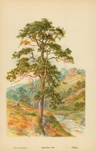 Grove Den