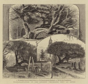 Verplaatsing van de oude Buckland-taxus in Dover door William Henry James Boot