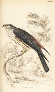 Afrikaanse koekoekshavik of koekoeksvalk, Aviceda cuculoides door William Home Lizars