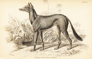 Arabische windhond, Canis lupus familiaris door William Home Lizars