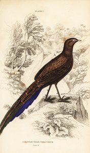 Bronzen pauwfazant of Sumatraanse pauwfazant