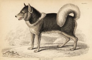 Canadese eskimohond of qimmiq, Canis lupus familiaris