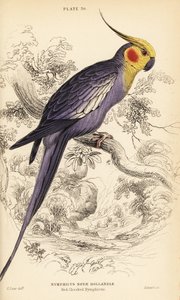 Valkparkiet, Nymphicus hollandicus door William Home Lizars