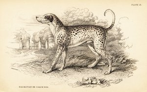 Dalmatische hond of koetshond door William Home Lizars