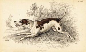 Vossenhond