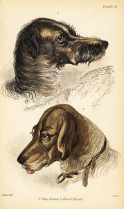 Hoofden van een hertenhond en bloedhond, Canis lupus familiaris (Canis sagaces en Canis sanguinarius)