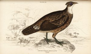 Himalaya monal, vrouwtje, Lophophorus impejanus (Impeyan lophophorus, Lophophorus impeyanus)