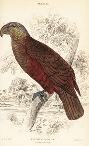 Nieuw-Zeelandse kaka, Nestor meridionalis door William Home Lizars