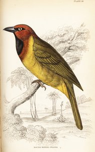 Olijfnapewever of rondvleugelwever, Ploceus brachypterus door William Home Lizars