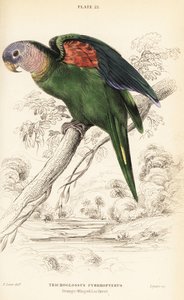 Oranjevleugelamazone, Amazona amazonica door William Home Lizars