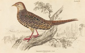 Phasianus Versicolor - Vrouwelijk door William Home Lizars