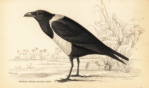 Bonte kraai, Corvus albus