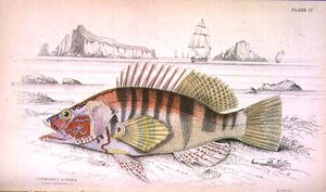 Serbanus Scriba (Eiland Baziluzzo), gegraveerd door de kunstenaar uit 