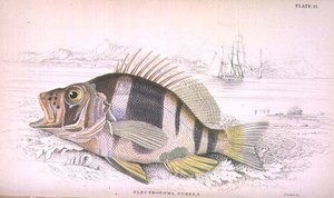 Plate 22 Plectropoma Puella, gegraveerd door de kunstenaar uit 