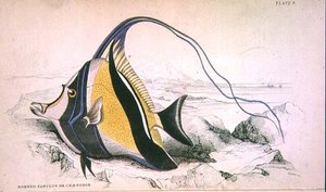 Plaat 9 Gehoornde Zanchus of Chaetodon gegraveerd door de kunstenaar uit 