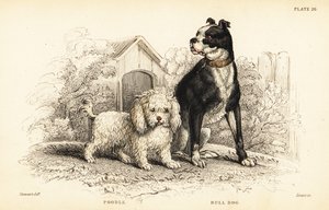 Poedel, Canis aquaticus, en bulldog, Canis anglicus