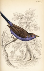 Roodwang cordon-bleu, Uraeginthus bengalus