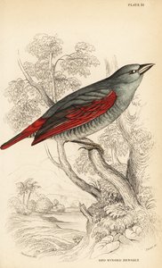 Roodvleugel pytilia, Pytilia phoenicoptera (Roodvleugel bengaly, Pytilia phaenicoptera) door William Home Lizars