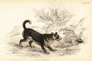 Schotse terriër of Scotch terriër, Canis lupus familiaris (Canis terrarius) door William Home Lizars