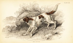 Setter, Canis lupus familiaris (Canis index)