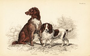 Setter en cocker spaniel, Canis lupus familiaris