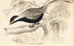 Zilverfazant, Lophura nycthemera (Phasianus nycthemerus) door William Home Lizars