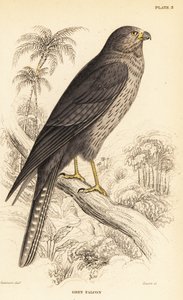 Roetvalk, Falco concolor