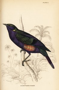 Prachtige glansspreeuw (Senegal), Lamprotornis splendidus chrysonotis (Gouden oor grakle, Lamprotornis chrysonotis) door William Home Lizars