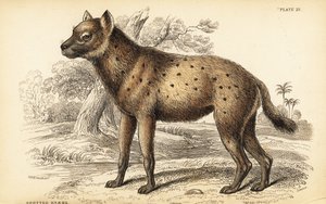 Gevlekte hyena of lachende hyena, Crocuta crocuta (Hyaena crocuta)