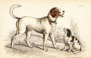 De Alpen- of Grote Sint-Bernardshond, Canis lupus familiaris, en King Charles spaniel, Canis lupus familiaris door William Home Lizars