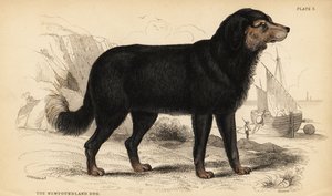 De Newfoundland hond door William Home Lizars