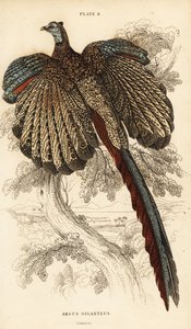 De grote argus, Argusianus argus (Argusfazant of gigantische argus, Argus giganteus) door William Home Lizars