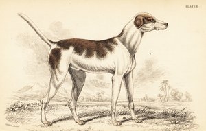 De oosterse hond, Canis lupus familiaris door William Home Lizars