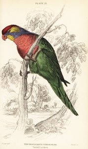 Bonte lori, Psitteuteles versicolor (Trichoglossus versicolor) door William Home Lizars