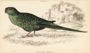 Westelijke grondpapegaai, Pezoporus flaviventris