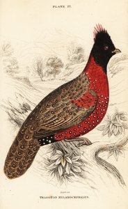 Westelijke tragopan of westelijke gehoornde tragopan, Tragopan melanocephalus door William Home Lizars