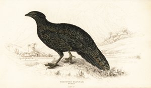 Westelijke tragopan of westelijke gehoornde tragopan, vrouwtje, Tragopan melanocephalus door William Home Lizars