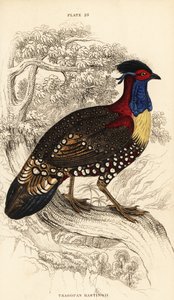 Westelijke tragopan of westelijke gehoornde tragopan, mannetje, Tragopan melanocephalus door William Home Lizars