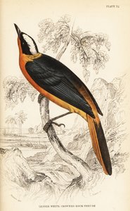 Witkroontapuit, Cossypha albicapilla (Kleine witkroonrotslijster, Petrocincla albicapilla) door William Home Lizars