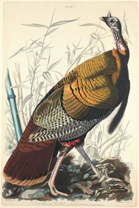 Grote Amerikaanse Haan door William Home Lizars after John James Audubon