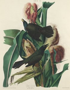 Purper Grackle