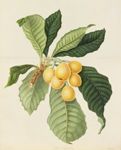 De loquat