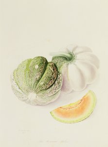 De Romana Meloen, 1818 door William Hooker