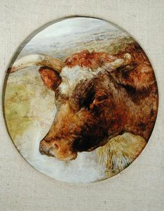 Hoofd van een Longhorn koe