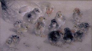 Studie van Kippen