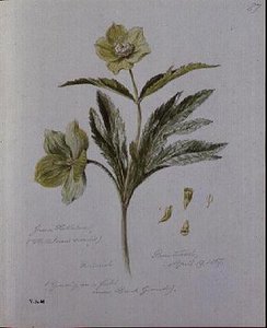 Groene Helleborus, geschilderd in Brantwood